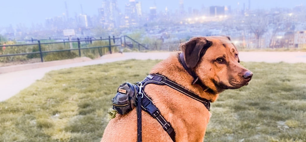 Large mixed breed dog sitting in a park. Dog is wearing a black harness with a camo dog backpack poop bag holder on his back attached to the harness. Dog is also clipped to a leash on daily walk.