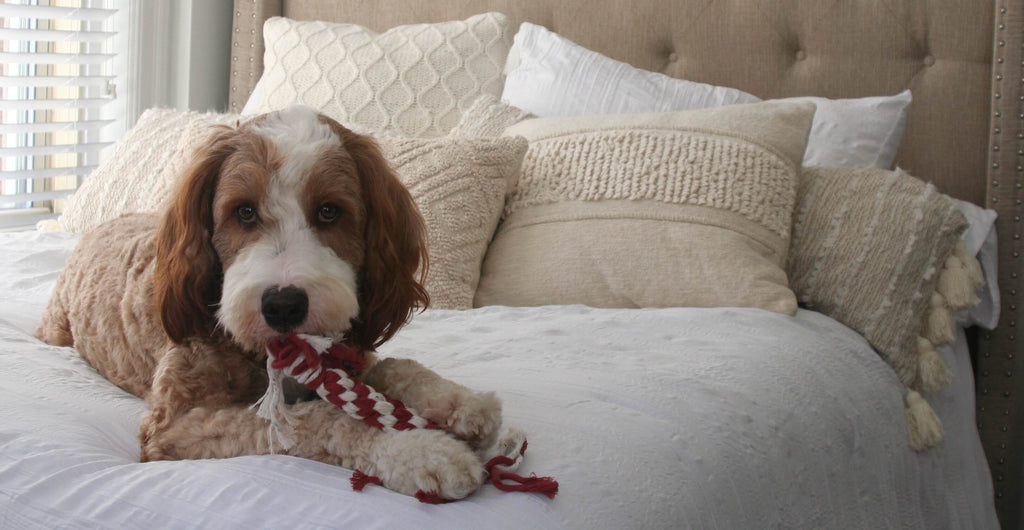 tan and white doodle dog laying on a white boho styled bed playing with a red and white hand-knotted cotton rope tug toy.
