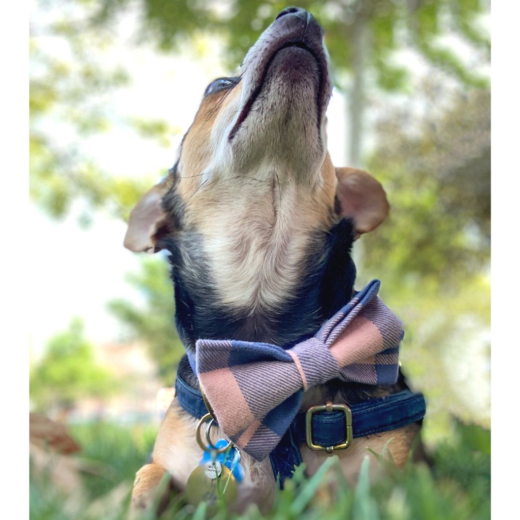 A small dog wearing a navy harness and large mauve and blue plaid flannel bow tie. Dog is lying in the grass in a park looking up at the sky.