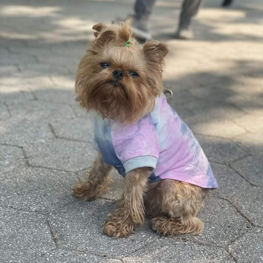 Small Brussels Griffon dog wearing pastel tie dye dog tshirt made from repurposed jersey fabric salvaged from the fashion industry. Dog is shown sitting from a side angle in a Brooklyn park. This comfortable dog tshirt features a curved hem, light grey rib trim at the sleeve opening and a buttonhole for harness attachment visible in the photo.