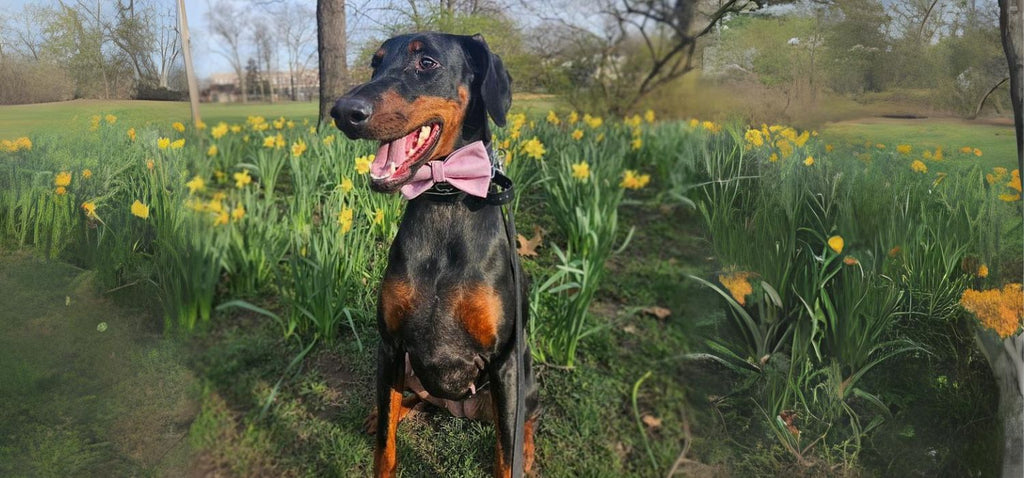 dog wearing pink glitter blossom bow tie from spring collection