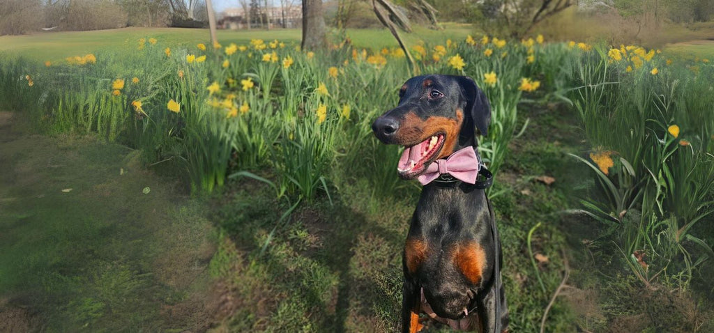 dog wearing pink glitter blossom dog bow tie from spring collection in tulip field