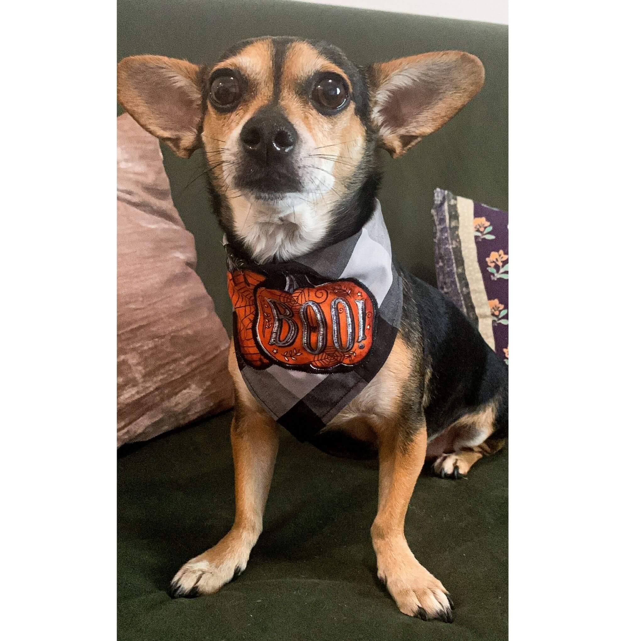 Pet Keffiyeh Bandana Collar