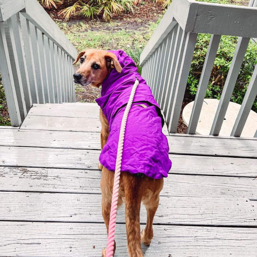 Lab mix dog wearing bright orchid packable raincoat with hood on a walk. Image shows dog standing from behind with the back of the raincoat visible. Hood of dog raincoat is shown unsnapped and elastic cording at hem is cinched for a secure fit around dog's tail.