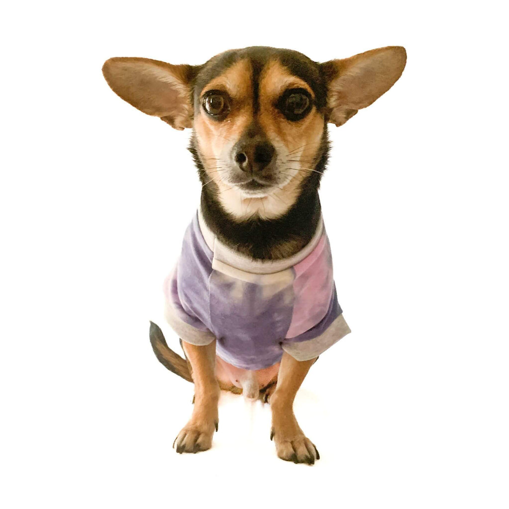 Small Chihuahua mix dog wearing pastel tie dye raglan dog tshirt made from repurposed soft jersey for all day comfort. Dog is shown sitting with front view of its chest. This eco-friendly dog tshirt features light grey rib trim at neck and sleeve openings.