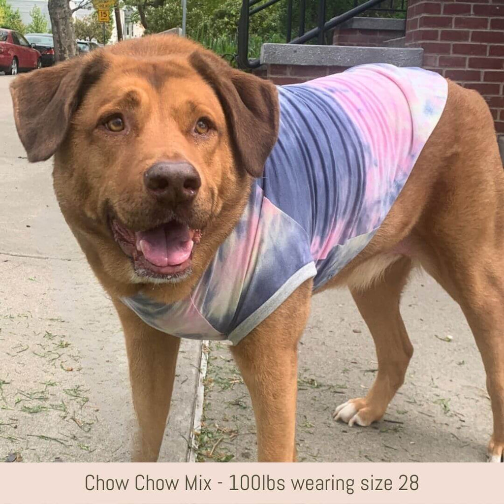 Large Chow Chow mix wearing pastel tie dye raglan dog tshirt handmade from repurposed fabric salvaged from the fashion industry. Dog is approximately 100lbs and wearing a size 28.
