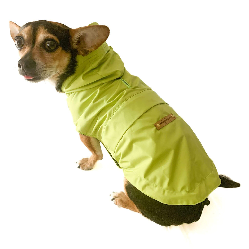 Small Chihuahua mix dog wearing the packable dog raincoat with hood in bright citrus color. The raincoat is shown from the back view. It shows the buttonhole for harness attachment, and Hudson /houndstooth cork leather label at center back. Dog is approximately 12lbs and wearing a size 12.