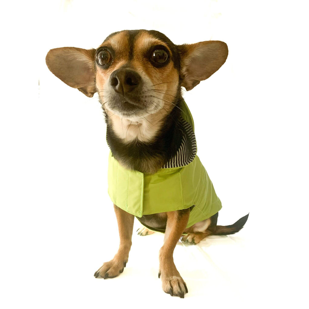 Small Chihuahua mix wearing the packable dog raincoat with hood in bright citrus color. Dog is sitting showing the front of the poncho style raincoat with velcro closures visible. Striped jersey lining is visible on inside of hood.