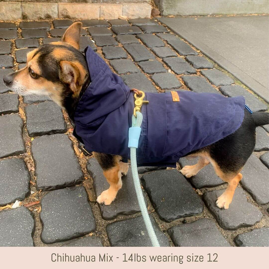 Small Chihuahua mix out for a walk on a rainy day wearing the packable dog raincoat with hood in color navy. Dog is attached to a leash by a harness using buttonhole at center back of the raincoat. Hem is cinched for a secure fit using the elastic corded channel at hem.